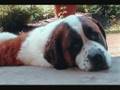Our Saint Bernards Jessie & Bear