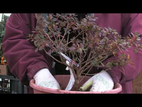 how to transplant azaleas video