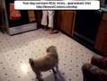 Pug video