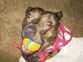 Ban Stupid People - Not Dogs!