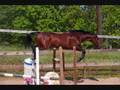 thoroughbreds
