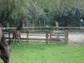 videos de Ollie hengst