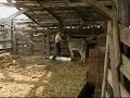NorCal Equine Rescue - Auction Rescue