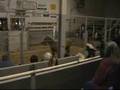 NorCal Equine Rescue - Auction Rescue