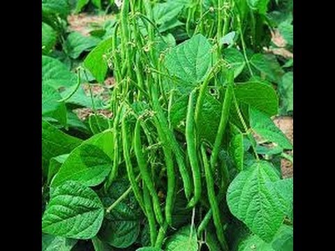 how to grow bush beans