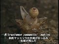 科学映像館　　Red Data PLANTS OF Kochi (Mitrastemon yamamotoi)ヤッコソウ