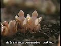 科学映像館　　Red Data PLANTS OF Kochi (Mitrastemon yamamotoi)ヤッコソウ