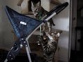 bengal cat purring bengal cat purring
