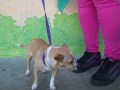 Dizzy A4047715