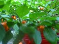 Peppers ripe and ready for Hoboken hot sauce