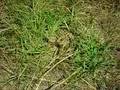 Very active Vespula Pensylvanica nest (Western Yellowjacket)