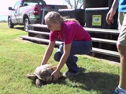 reptileshowtexasstyle - Crocodile Encounters Reptile Show What is Crocodile Encounter? Crocodile Encounter is a fully licensed and insured USDA zoological facility whose primary foc...
