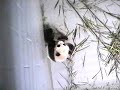Lun-Lun and Mei-Lan in Atlanta - 05.02.07 (Part 2)