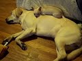 Yellow Lab and Chihuahua Funny Dogs!