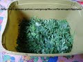 NoCost Moringa Leaf Extract As A Plant Growth Hormone.wmv
