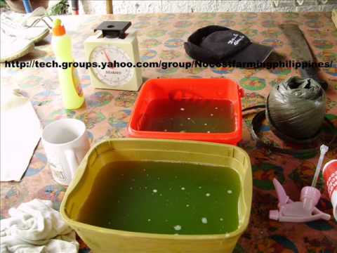 how to fertilize moringa