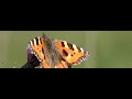 Small Tortoiseshell takes off from thistle. Small Tortoiseshell takes off from thistle.