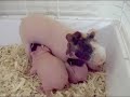 Skinny Pig Licking Babie & Making it go Bathroom at the End Skinny Pig Licking Babie & Making it go Bathroom at the End