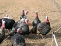 A Kosher Thanksgiving (2006) - By Vicki Polin A Kosher Thanksgiving (2006) - By Vicki Polin