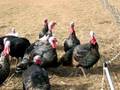 A-Kosher-Thanksgivin