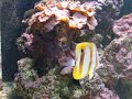 marine fish marine fish