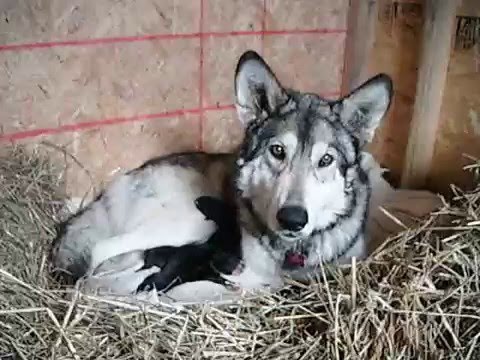 Wolf giving birth to 8 puppies (cubs babies) #3