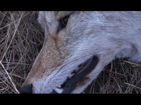 Охота на волка (Ночная Ведьмочка) Охота на волка (Ночная Ведьмочка)