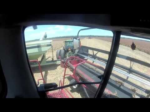 how to harvest milo