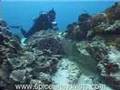 Shark eating Octopus, Bali, Indonesia