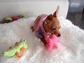 chihuahua sterre