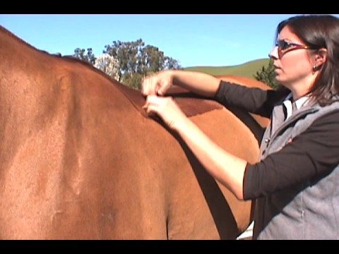 how to measure a horse for a saddle