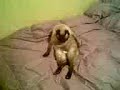 EL GATITO TULIN POSANDO PARA LA CAMARA - TIMIDO 2