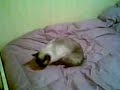EL GATITO TULIN POSANDO PARA LA CAMARA - TIMIDO 2