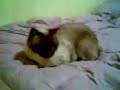 EL GATITO TULIN POSANDO PARA LA CAMARA - TIMIDO 2
