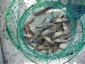 Live Prawns in \"basket\" net. Live Prawns in \"basket\" net.