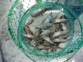 videos de Live Prawns in 