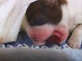 Yummy yummy - i got love in my tummy Yummy yummy - i got love in my tummy