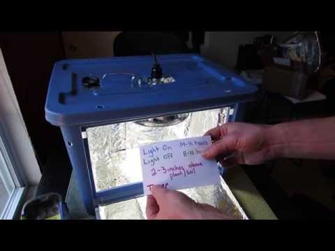 how to transplant seedlings after germination