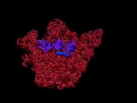 Dancing Ribosome