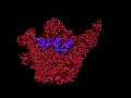 Dancing Ribosome Dancing Ribosome