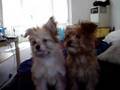 videos de Moko and Mochi - chillin
