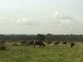 videos de KEN_Buffalo_NarioNatlPark.AVI