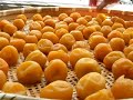 Production of Pickled Plums - Umeboshi Vol.2 Production of Pickled Plums - Umeboshi Vol.2