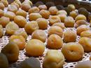 Production of Pickled Plums - Umeboshi Vol.2
