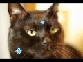 黒ネコのタンゴ