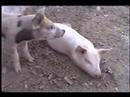 Blanca The Talking Pig