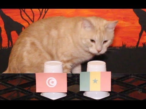 Tunisia Vs Senegal - Cats Africa Cup Of Nations 2019 Prediction