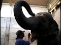 Elephant Dental Care