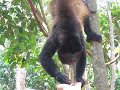 monkey eating