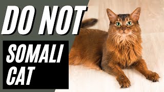 7 Reasons You SHOULD NOT Get A Somali Cat